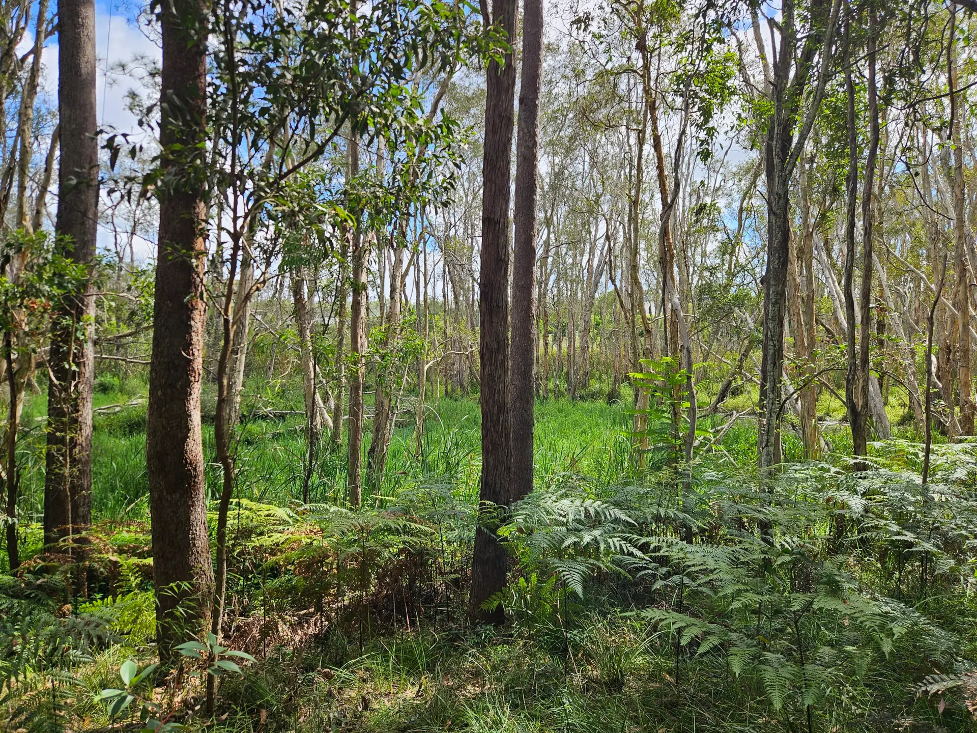coomera conservation park - Michael Mitchell Greenspaces
